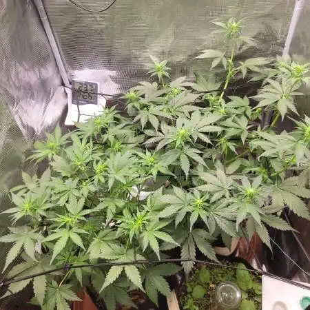 GuessTheStrains miniindoor 1