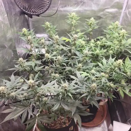 GuessTheStrains miniindoor 1