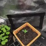 FFFirst time TropiKanaky miniindoor