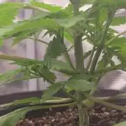 FFFirst time TropiKanaky miniindoor