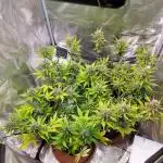 GuessTheStrains miniindoor 1