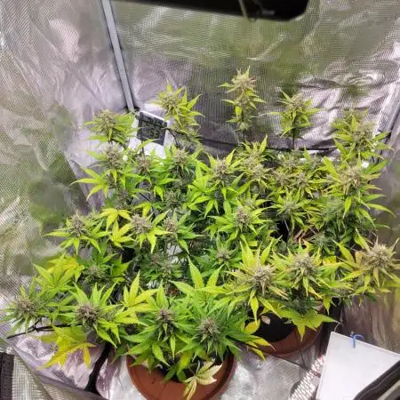GuessTheStrains miniindoor 1