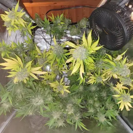 Cinderella auto III miniindoor
