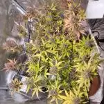 GuessTheStrains miniindoor 1