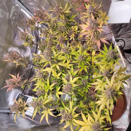 GuessTheStrains miniindoor 1
