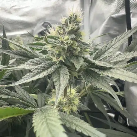 Blue Zushi - Dutch Passion