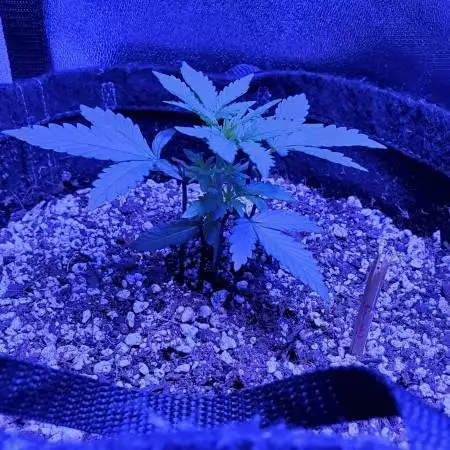 Pineapple Express (Fastbuds, 4th Grow)