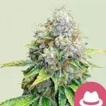 OG Kush