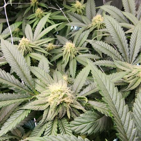Grandaddy Purple