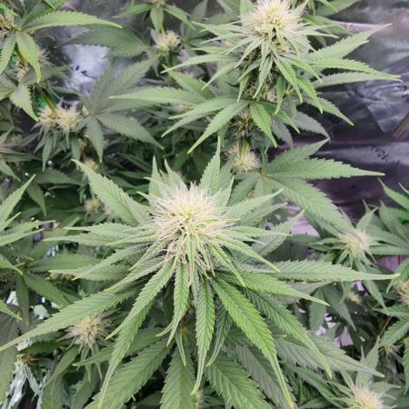 OG Kush