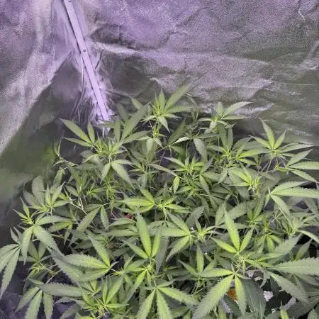 Original oreoz,Pink Lemonade,White Russi