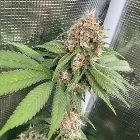 Autopot , Fast Buds