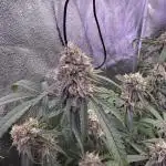 Original oreoz,Pink Lemonade,White Russi