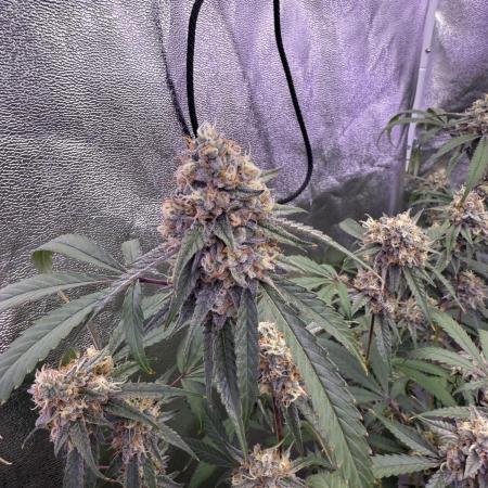 Original oreoz,Pink Lemonade,White Russi