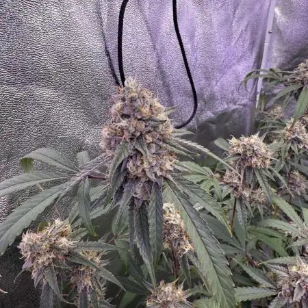 Original oreoz,Pink Lemonade,White Russi