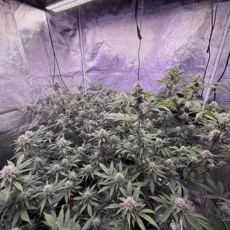 Original oreoz,Pink Lemonade,White Russi