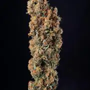 RQS - Candy Kush Express