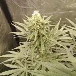 RQS - Candy Kush Express