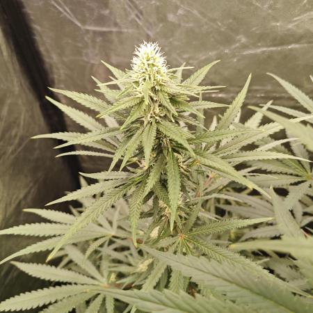 RQS - Candy Kush Express