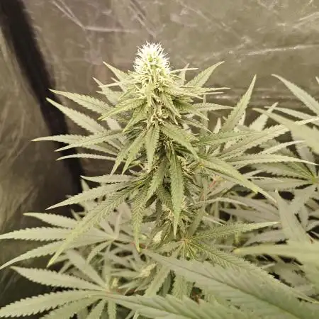 RQS - Candy Kush Express