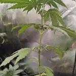 RQS - Gushers