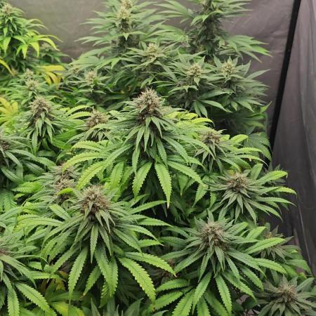 RQS - Blue Mystic