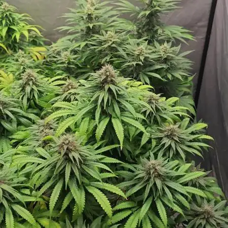 RQS - Blue Mystic