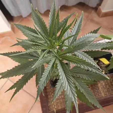 RQS - Sundae Driver