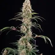 RQS - Candy Kush Express