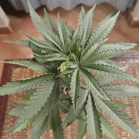 RQS - Candy Kush Express
