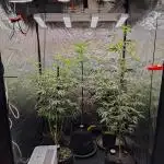 RQS - Gushers
