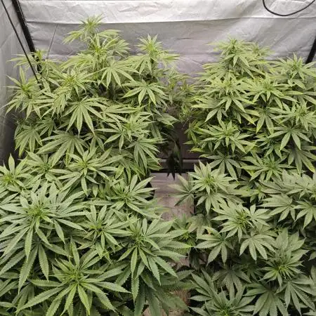 RQS - Royal Moby