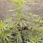 RQS - Sundae Driver