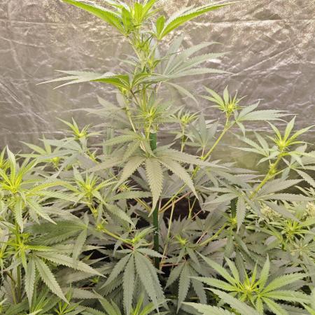 RQS - Sundae Driver