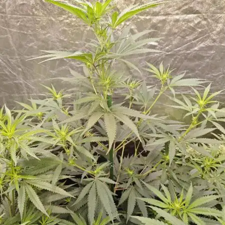 RQS - Sundae Driver