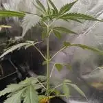RQS - Sundae Driver