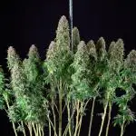 RQS - Wedding Gelato