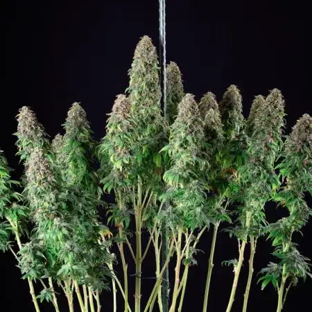 RQS - Wedding Gelato