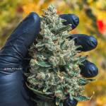 DWC - Fastbuds Purple Lemonade