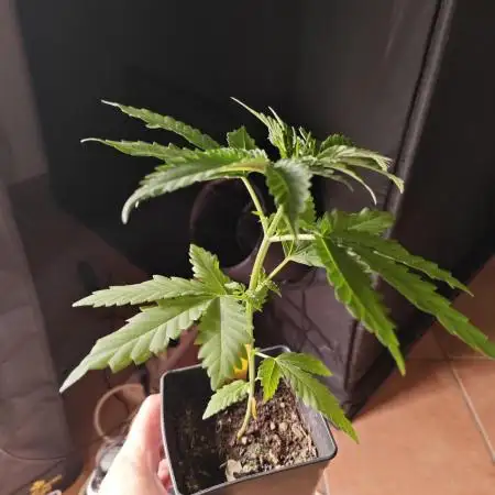 RQS - Gushers
