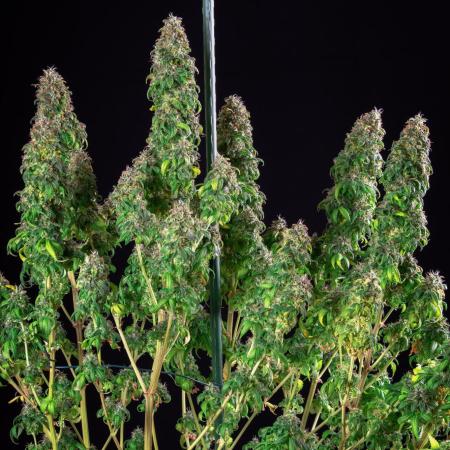 RQS - Royal Moby