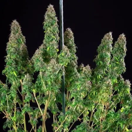 RQS - Royal Moby