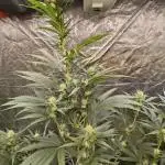RQS - Sundae Driver