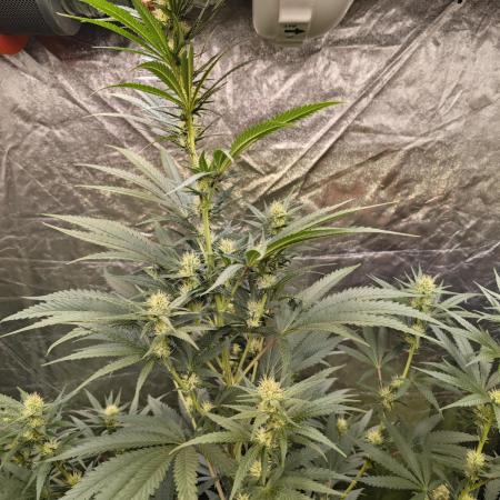RQS - Sundae Driver
