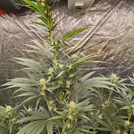 RQS - Sundae Driver