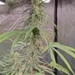 RQS - Gushers