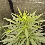 RQS - Candy Kush Express