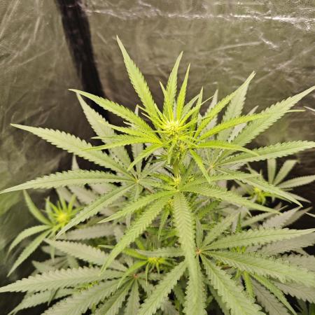 RQS - Candy Kush Express