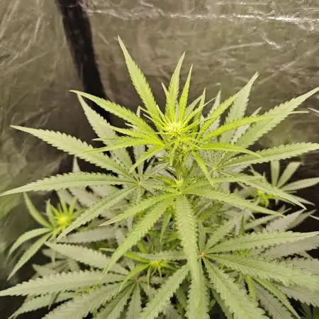 RQS - Candy Kush Express