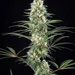 RQS - Candy Kush Express